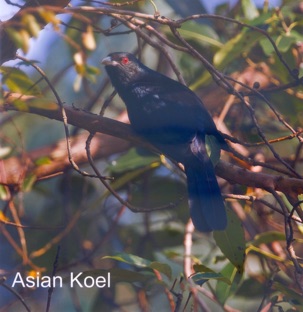 Asian Koel